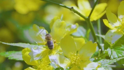 Bee collects pollen, nectar from yellow flowers. Flight of a bee in the gar.. Stock Footage 75802734