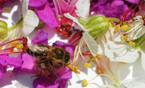 Bee collects pollen Stock Photos