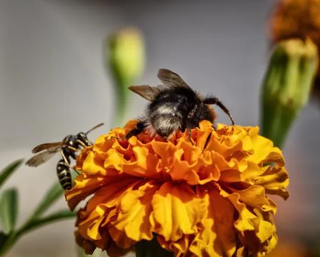 The bee collects pollen Stock Photos