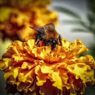 The bee collects pollen Stock Photos