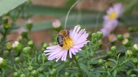 The bee collects pollen from pink aster flower in the garden. Stock Footage 139351362