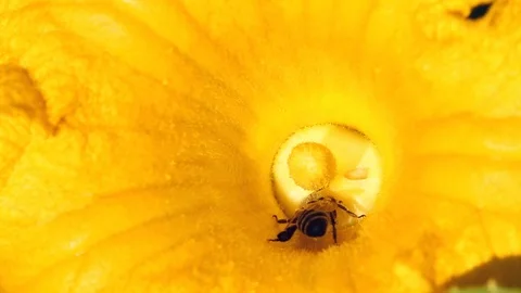 Bee Collects Pollen On A Pumpkin Flower Close Up Stock Footage 112137779