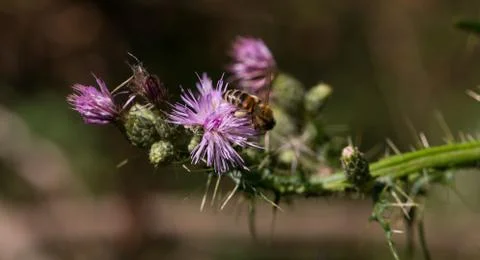 Bee collects pollen from purple flower Stock Photos