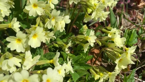 Bee collects pollen on small yellow flowers primroses on a sunny spring day Stock Footage 239274426