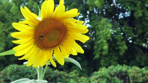 Bee collects pollen from a sunflower. Stock Footage 204083582