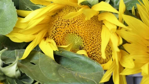 A bee collects pollen in a sunflower Stock Footage 239094471