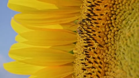 Bee collects pollen from sunflower in macro view, with yellow petals Video stock 344848358