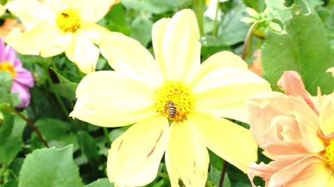 A bee collects pollen from a vibrant yellow dahlia blossom surrounded by Stock Footage 346522092