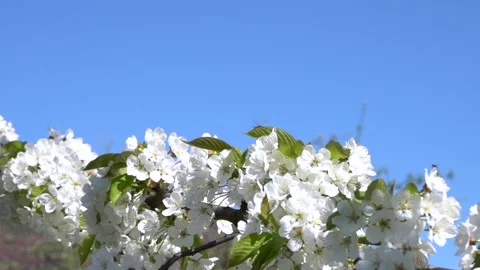 Bee collects pollen from white cherry blossoms Stock Footage 154125222
