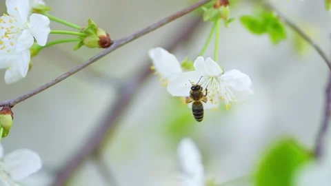 Bee collects pollen from white cherry  Vidéo 273679937