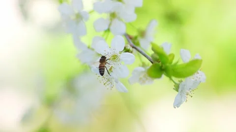 Bee collects pollen from white cherry Stock Footage 273680003