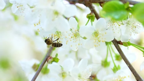 Bee collects pollen from white cherry  Stock Footage 273680058