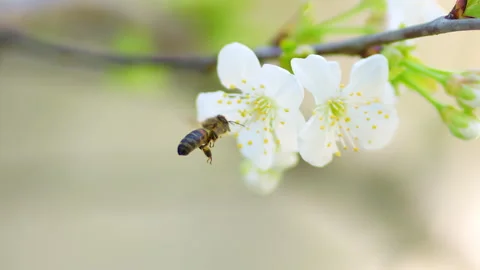 Bee collects pollen from white cherry Stock Footage 273680409
