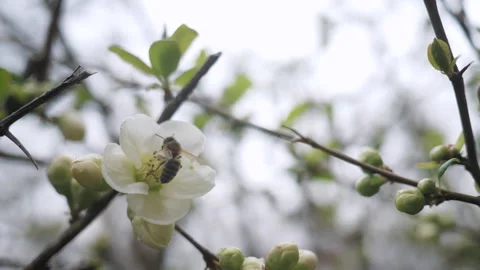A bee collects pollen from white flowers in an orchard. Blooming tree. Stock Footage 268720175