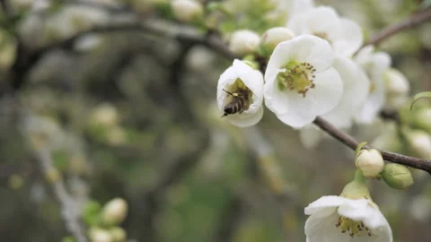 A bee collects pollen from white flowers in an orchard. Blooming tree. Stock Footage 268720464