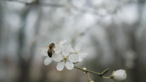 A bee collects pollen from white flowers in an orchard. Blooming tree. Stock Footage 269002133