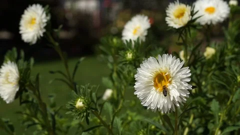 Bee collects pollen on white gerber daisy - close up Stock Footage 86956448