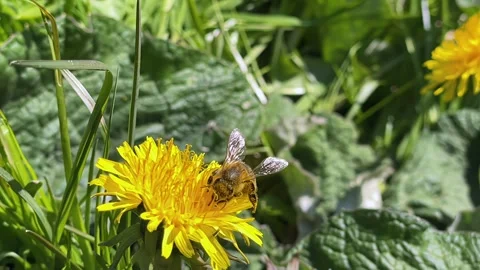 Bee collects pollen from a yellow dandelion macra shooting Stock Footage 262059040