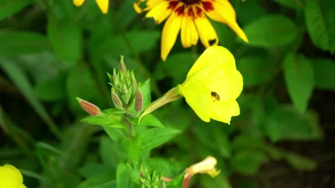 A bee collects pollen from a yellow flower in the garden on a summer day. Stock Footage 159700524