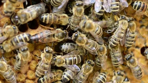 Bee colony - bee queen walks across bee hive surrounded with honey bees Stock Footage 130449687