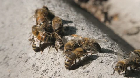 Bee colony. Bees crawl on the slate. Stock Footage 139768839