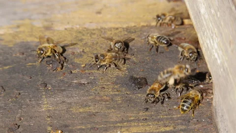 Bee colony. Bees fly into the hive. The insect lands on the fly of the hive. Stock Footage 137041824