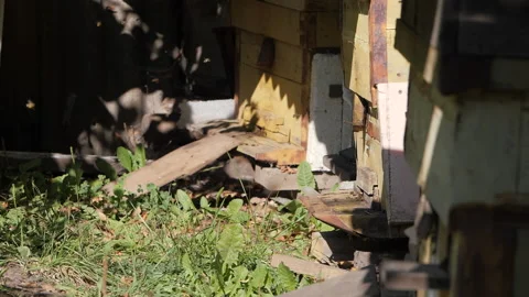Bee colony. Bees fly into the hive. Stock Footage 137264944