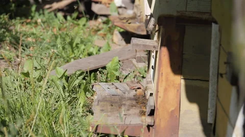 Bee colony. Bees fly into the hive. Stock-Footage 139648127