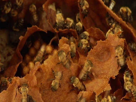 Bee Colony Buzzing Inside a Beehive in the Amazon Jungle Rainforest Video stock 112934530