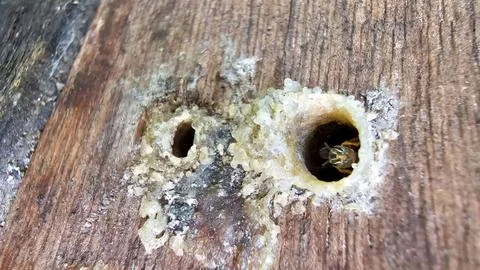 Bee at the colony door Foto stock