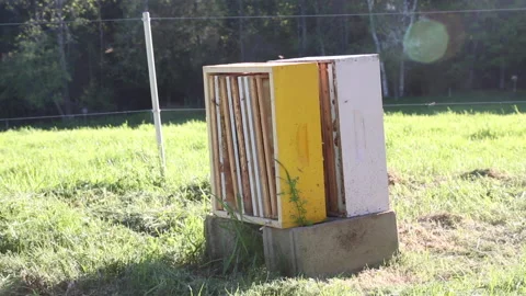 BEE COLONY ON FARM Stock Footage 186576714