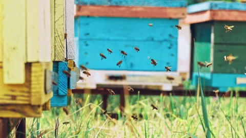 Bee colony flying around beehive in sunny day Stock Footage 140301283