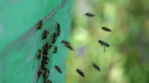 Bee colony flying around beehive Stock Footage 202192069