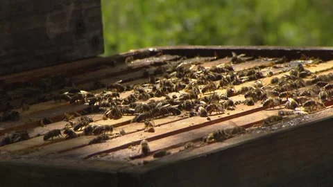 Bee colony on frames in open beehive Stock Footage 329773846