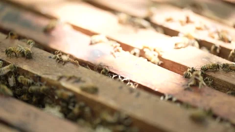 The bee colony is gathering in the beehive Stock Footage 255998255