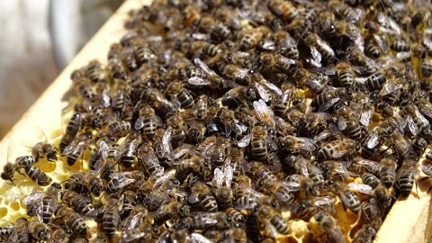 Bee Colony on Honeycomb Frame – 4K Close-Up Видео 320163023