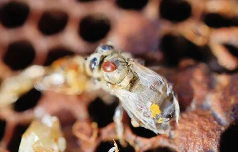 Bee colony infested with Varroa Honey Bee Mites Varroa destructor syn Jacobsoni Stockfoto's