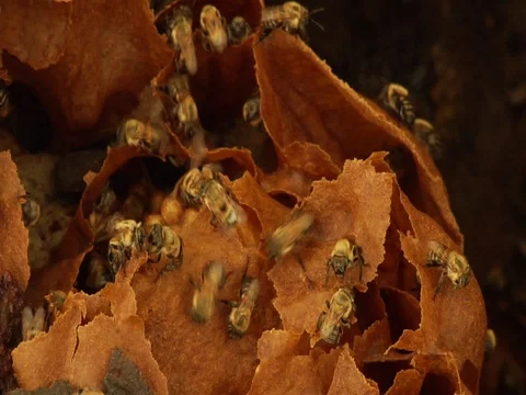 Bee Colony Inside Beehive in the Amazon Jungle Rainforest Stock Footage 112934669