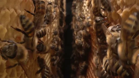 Bee colony inside in hive close up. Honey in combs Stock Footage 137085812