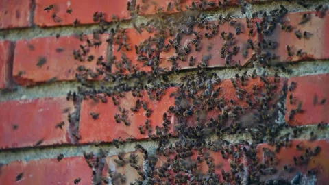 Bee Colony Moving Against Red Brick Wall. Close-up Shot Stock Footage 333858379