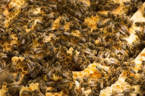 Bee Colony Stock Photos