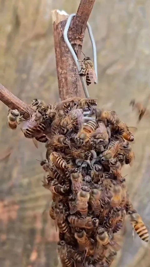 The bee colony responds to the queen bee Stock Footage 325761102