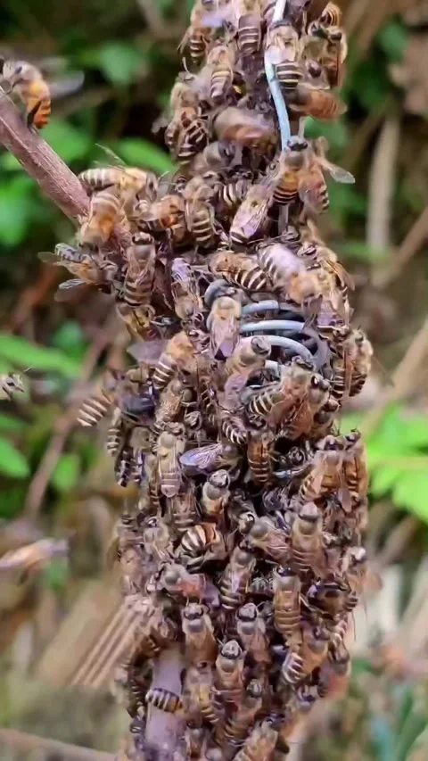 The bee colony responds to the queen bee Stock Footage 325761168
