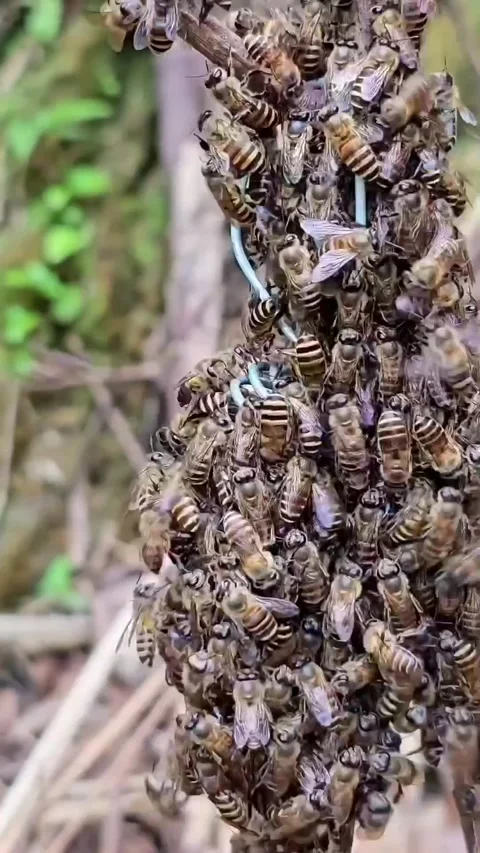 The bee colony responds to the queen bee Stock Footage 325761189