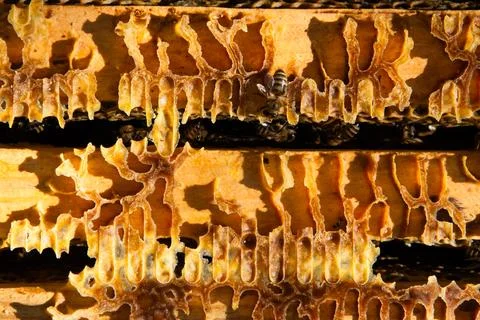 Bee colony view from the inside Foto stock