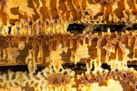 Bee colony view from the inside Stock Photos