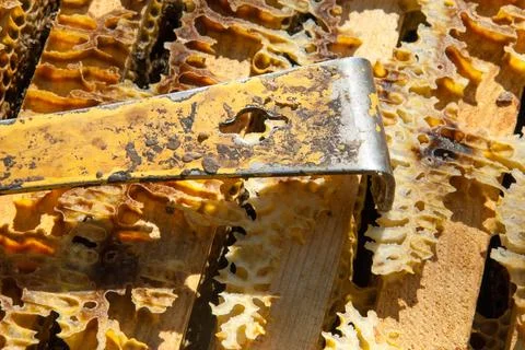 Bee colony view from the inside Stock Photos