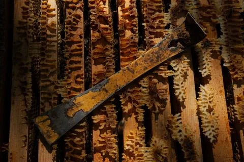 Bee colony view from the inside Stock Photos