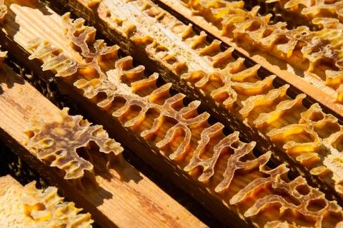 Bee colony view from the inside Foto stock