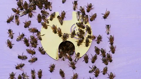 Bee colony, view outside. Stock Footage 112181558